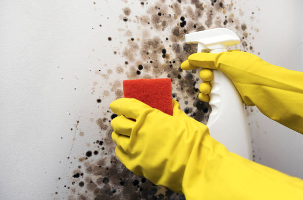 Certified Mold Removal in Menasha, WI