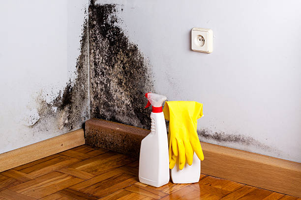 Best Emergency Mold Removal  in Menasha, WI